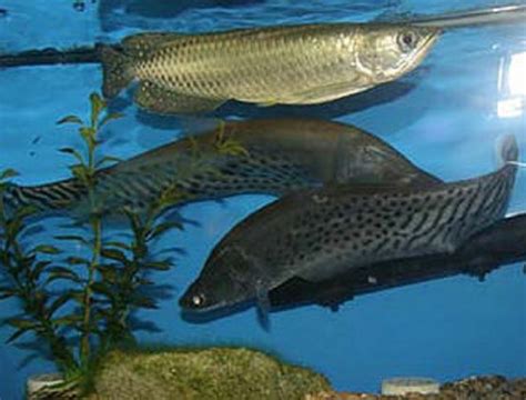 where to buy arowana fish online|Arowana Live Aquarium Fishes for sale .